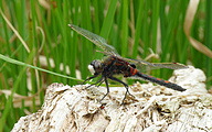 Ruby Whiteface (Male, Leucorrhinia rubicunda)